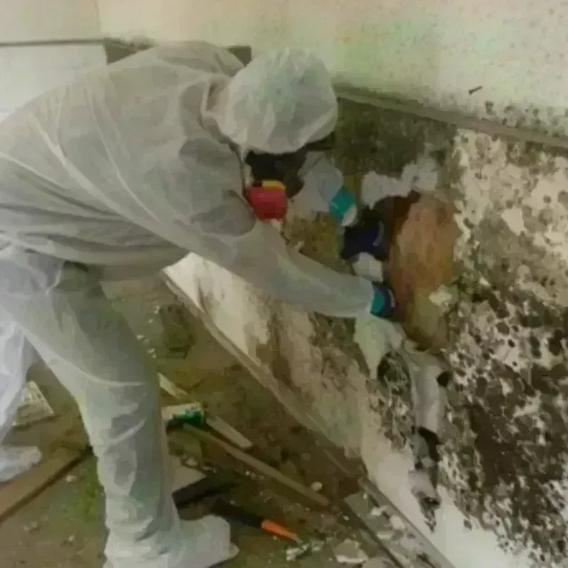 Mold Remediation and Removal in Iroquois Point, HI